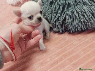 Chihuahua perros en Sevilla - Anuncio 24