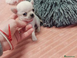 Chihuahua perros Chihuahua en Sevilla - Anuncio 27