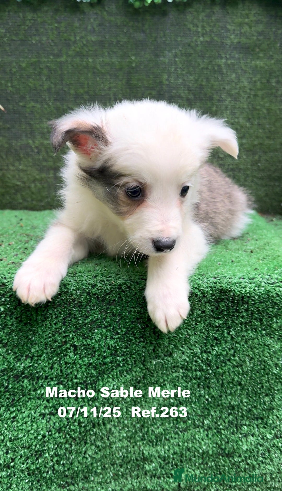 Border Collie perros en venta: Border Collie  - Anuncio 31