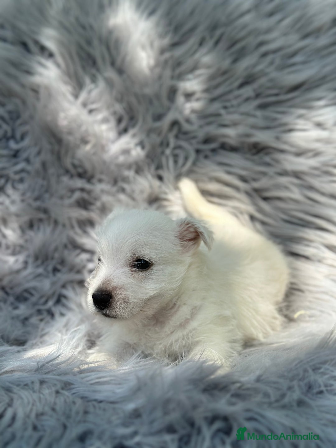 West Highland White Terrier perros en venta: WEST HISDLAND TERRIER - Imagen 7