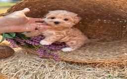 Maltipoo perros en venta: Maltipoo excelentes cachorritas  - Imagen 6