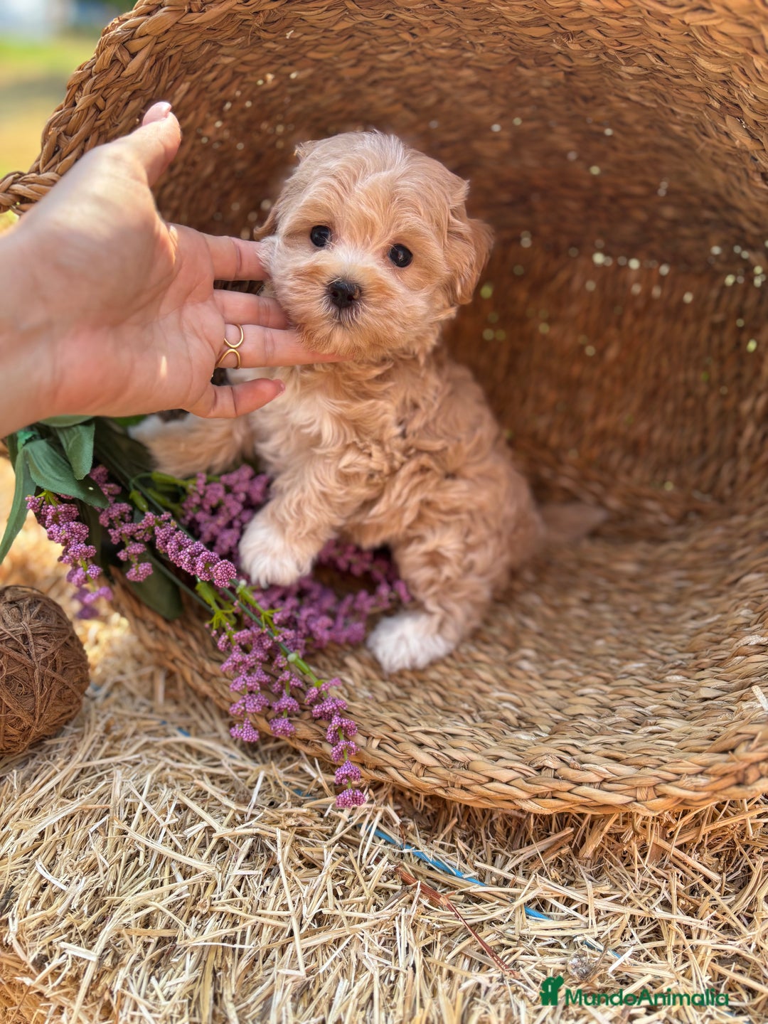 Maltipoo perros en venta: Maltipoo excelentes cachorritas  - Imagen 6