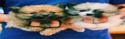 Pomerania perros en venta: Cachorros Pomerania 600€ ¡PRECIO REAL! En Valencia - Anuncio 3