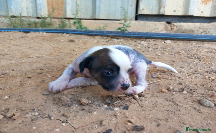 Perro Crestado Chino perros - Anuncio 9