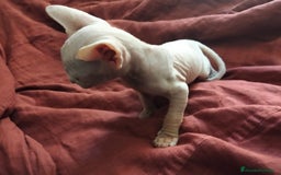 Sphynx gatos en venta: Preciosa camada Sphynx  - Imagen 4