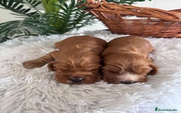 Cocker Spaniel Inglés perros en venta: COCKER SPANIEL INGLES - Anuncio 10