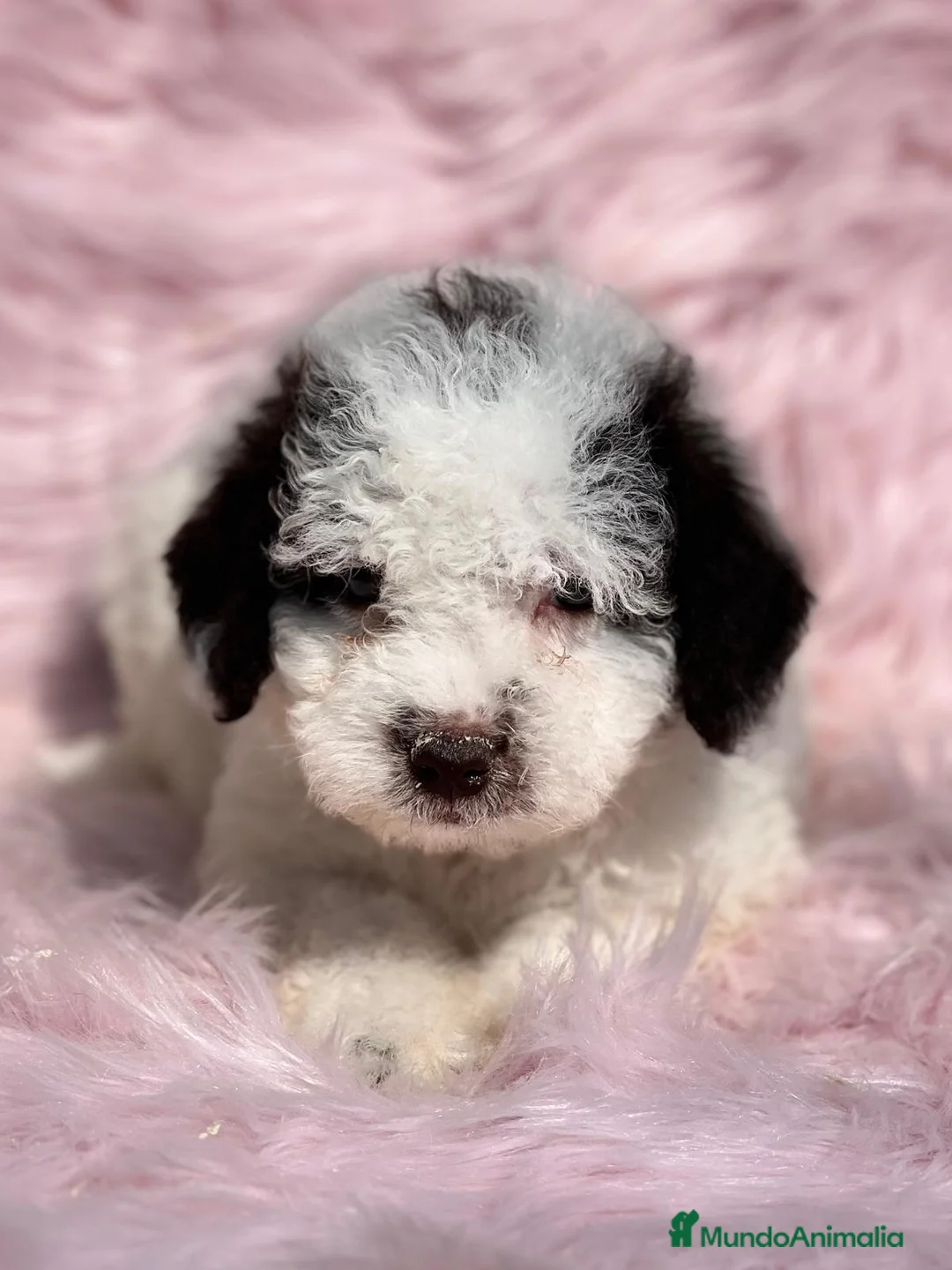 Perro de Agua Español perros en venta: PERRO DE AGUAL ARLEQUÍN DISPONIBLES en Barcelona - Anuncio 6