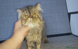 Persa gatos en venta: Machito Persa - Imagen 4