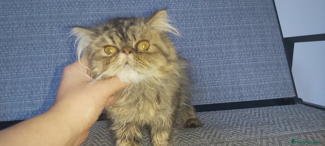 Persa gatos en venta: Machito Persa - Imagen 4