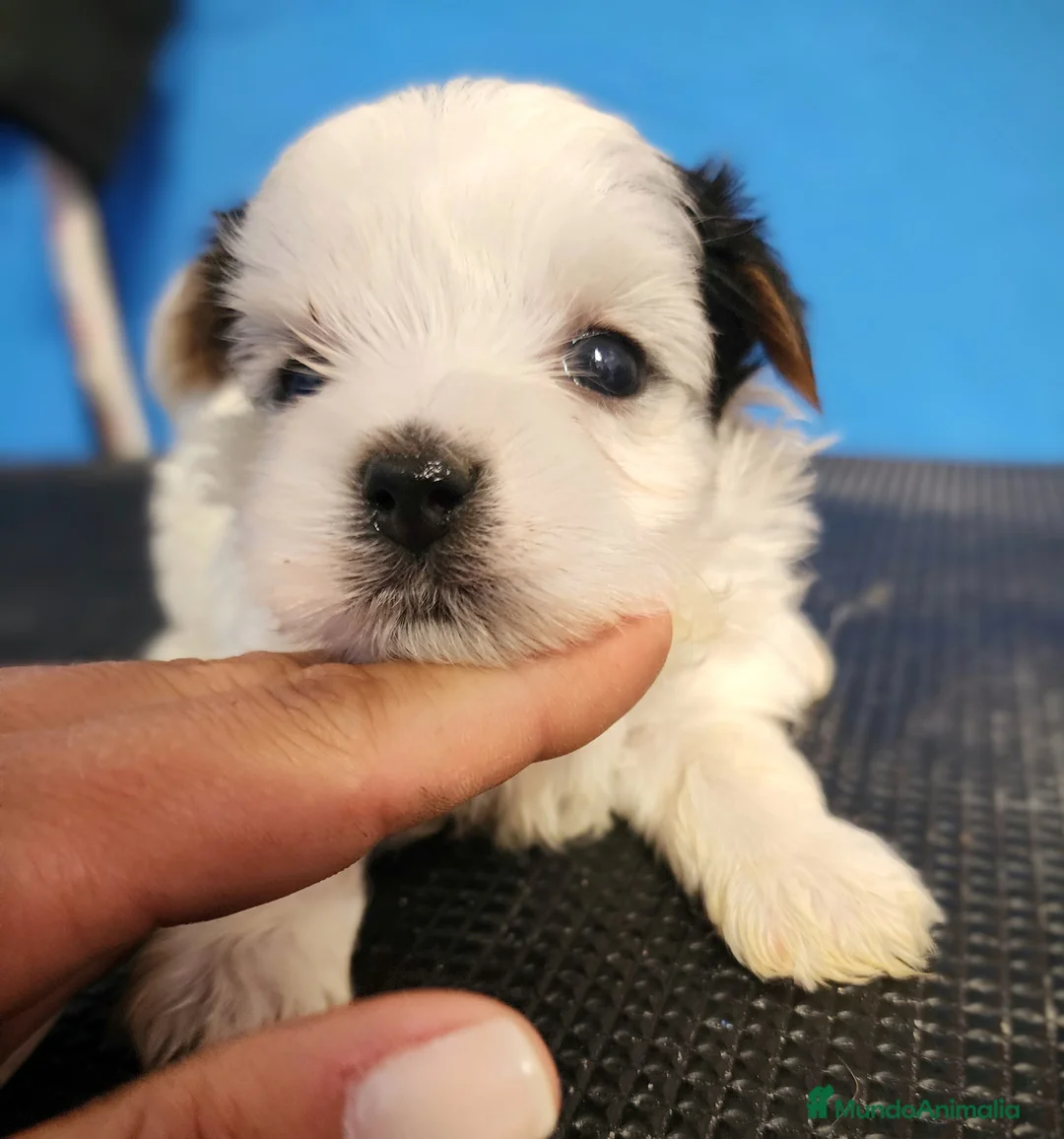 Biewer Yorkshire Terrier a la Pom Pon perros en venta: Yorkshire biewer precio real - Anuncio 1