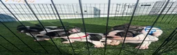 Bulldog Francés perros en venta: CAMADA DE BULLDOG FRANCÉS VAQUITA  - Anuncio 3