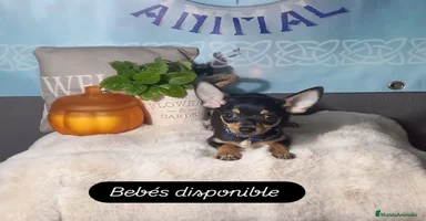 Chihuahua perros - Anuncio 15