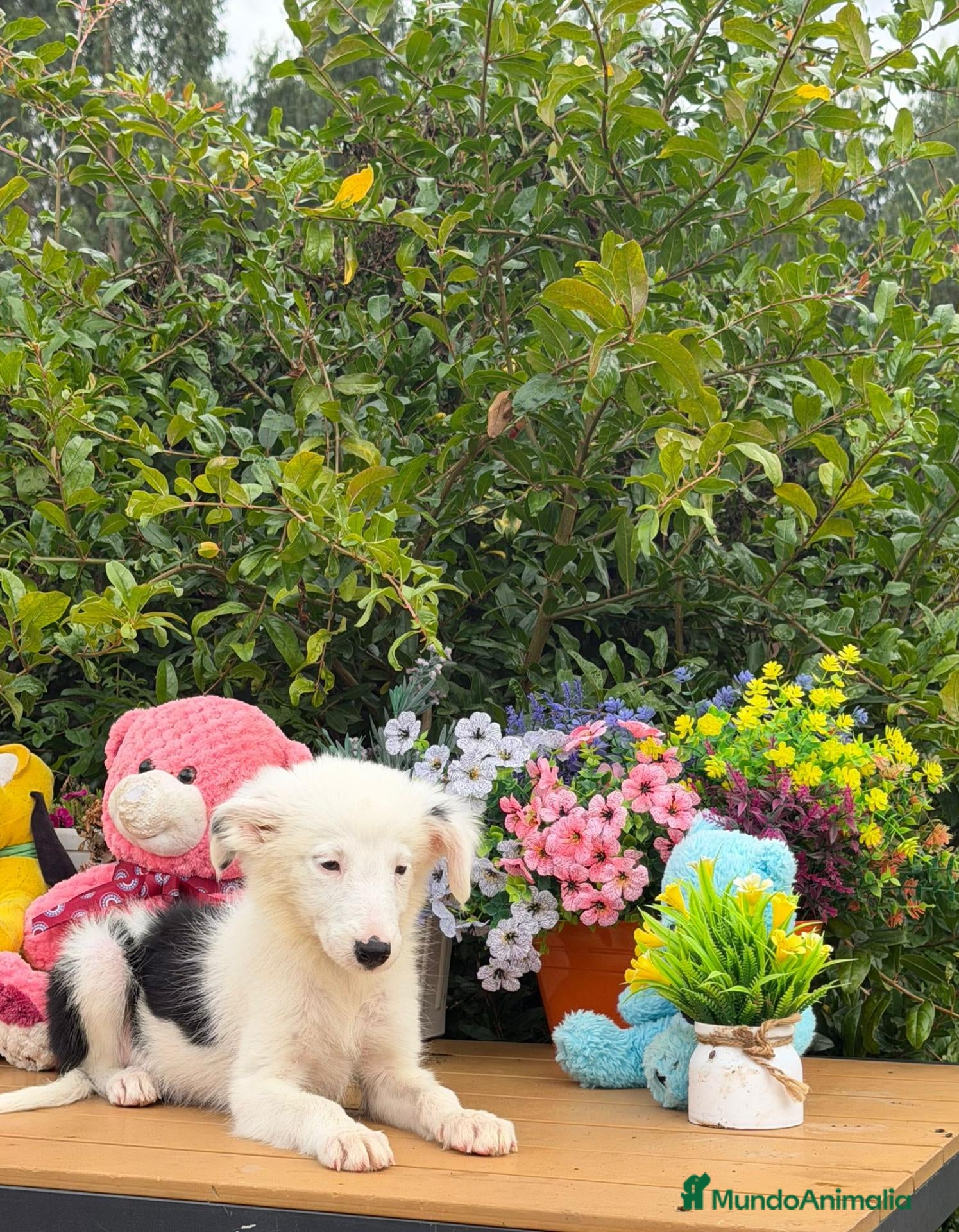 Border Collie perros Border collie hembra negro y blanco - Anuncio 14