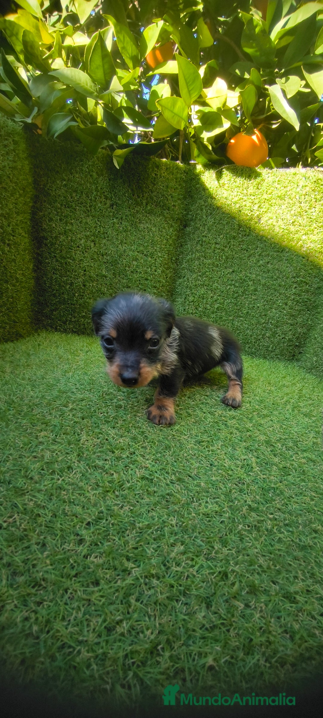 Teckel Miniatura perros en venta: camada teckel miniatura  - Anuncio 18