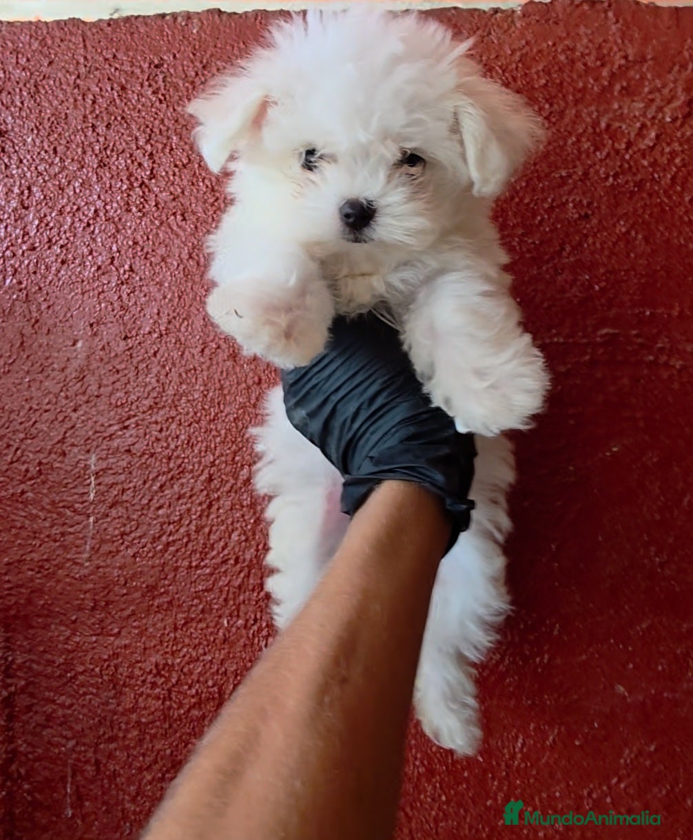 Bichón Maltés perros Bichon maltes coreano  - Anuncio 1