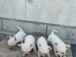 Chihuahua perros en Badajoz - Anuncio 7