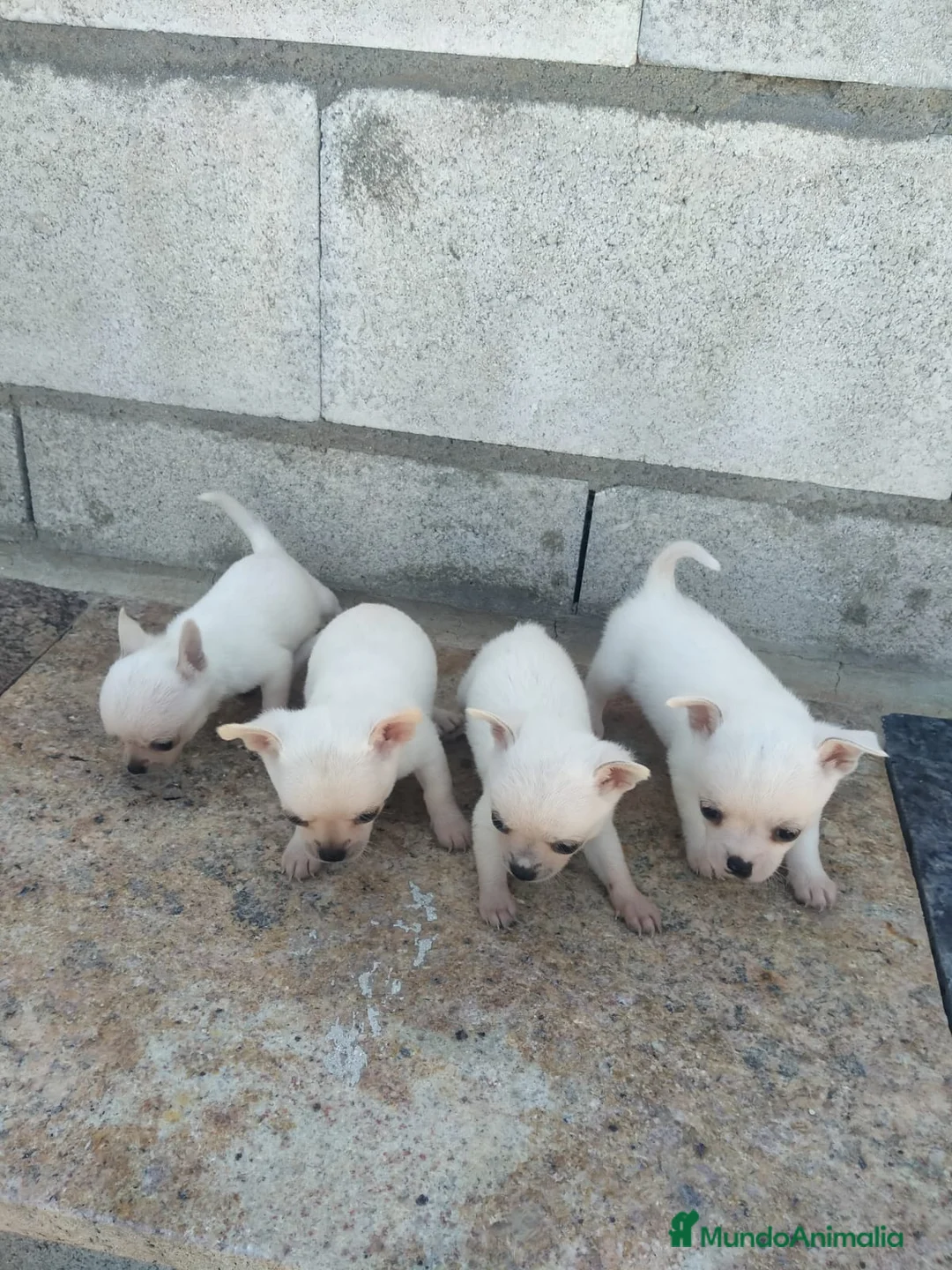 Chihuahua perros en venta: Chihuahua miniatura en Badajoz - Anuncio 1
