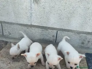 Chihuahua perros Chihuahua miniatura en Badajoz - Anuncio 36