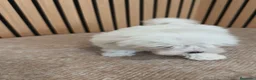Bichón Maltés perros en venta: Bichón maltes Hembra disponibles  - Anuncio 9