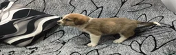 Mastín Español perros en venta: Mastín macho - Anuncio 3
