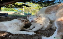 Border Collie perros en venta: Border collie  - Imagen 1