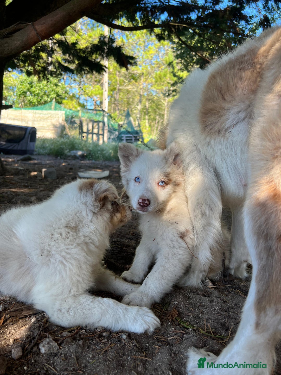Border Collie perros en venta: Border collie  - Imagen 1