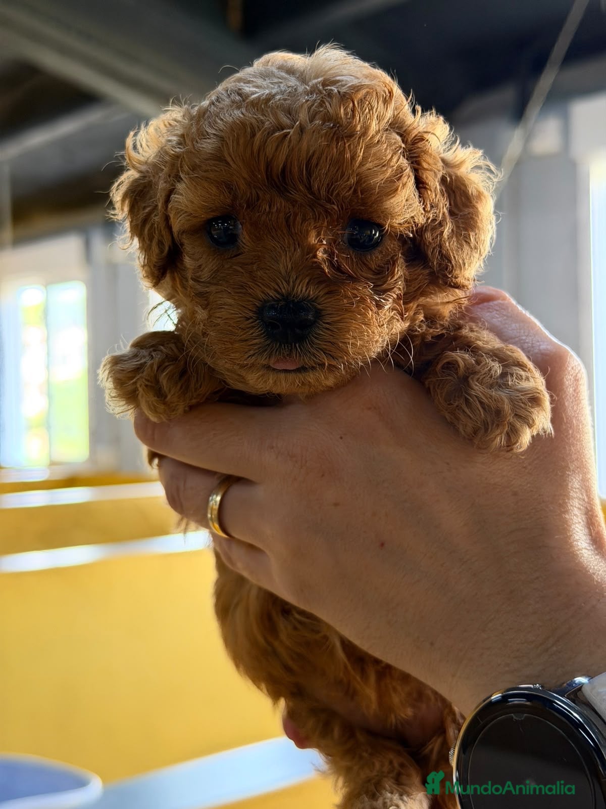 Maltipoo perros Maltipoo hembra roja🐾 - Anuncio 1