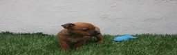 Raza Mixta perros en venta: Minijack  - Anuncio 7