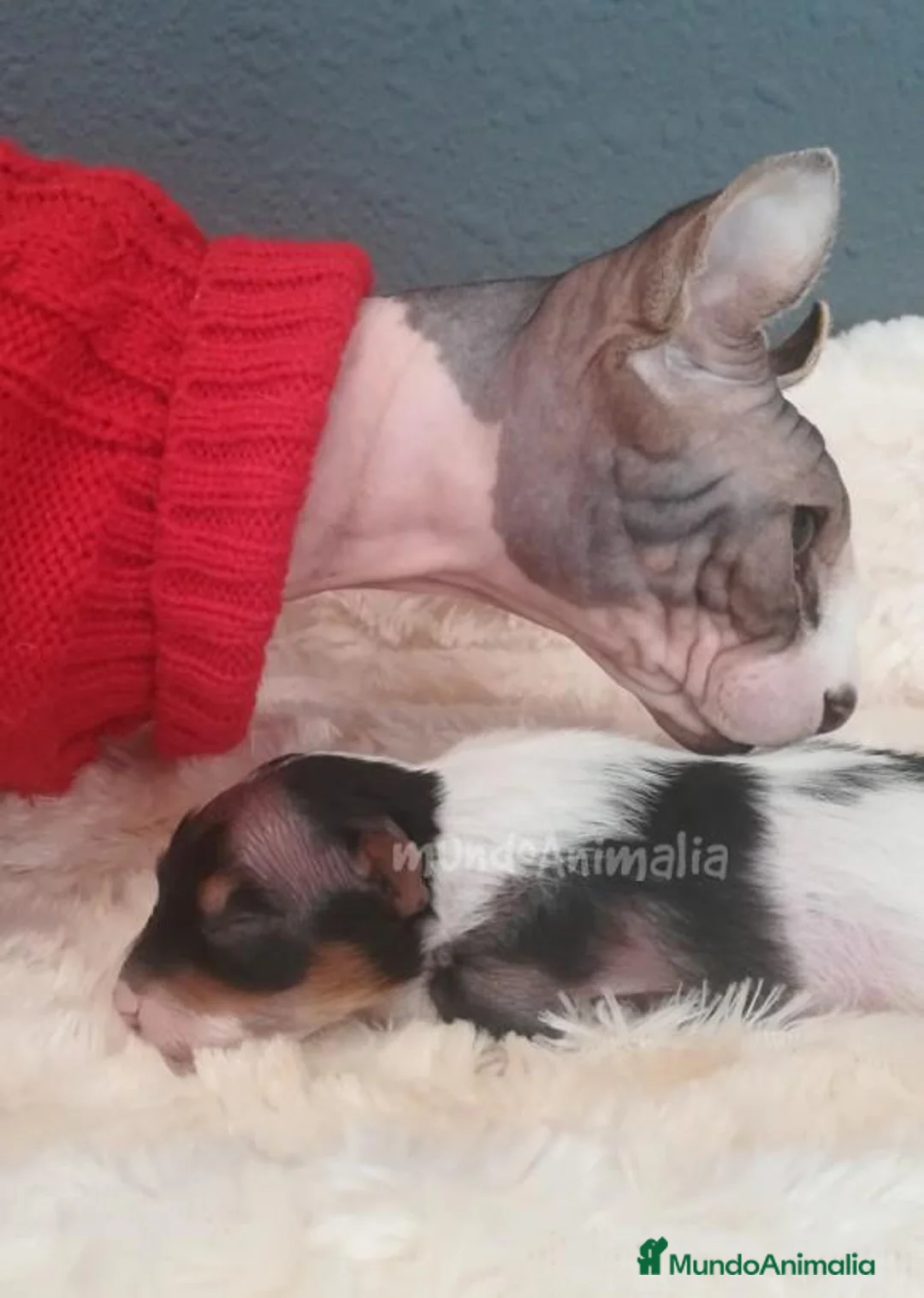 Imagen de galería {{count}}