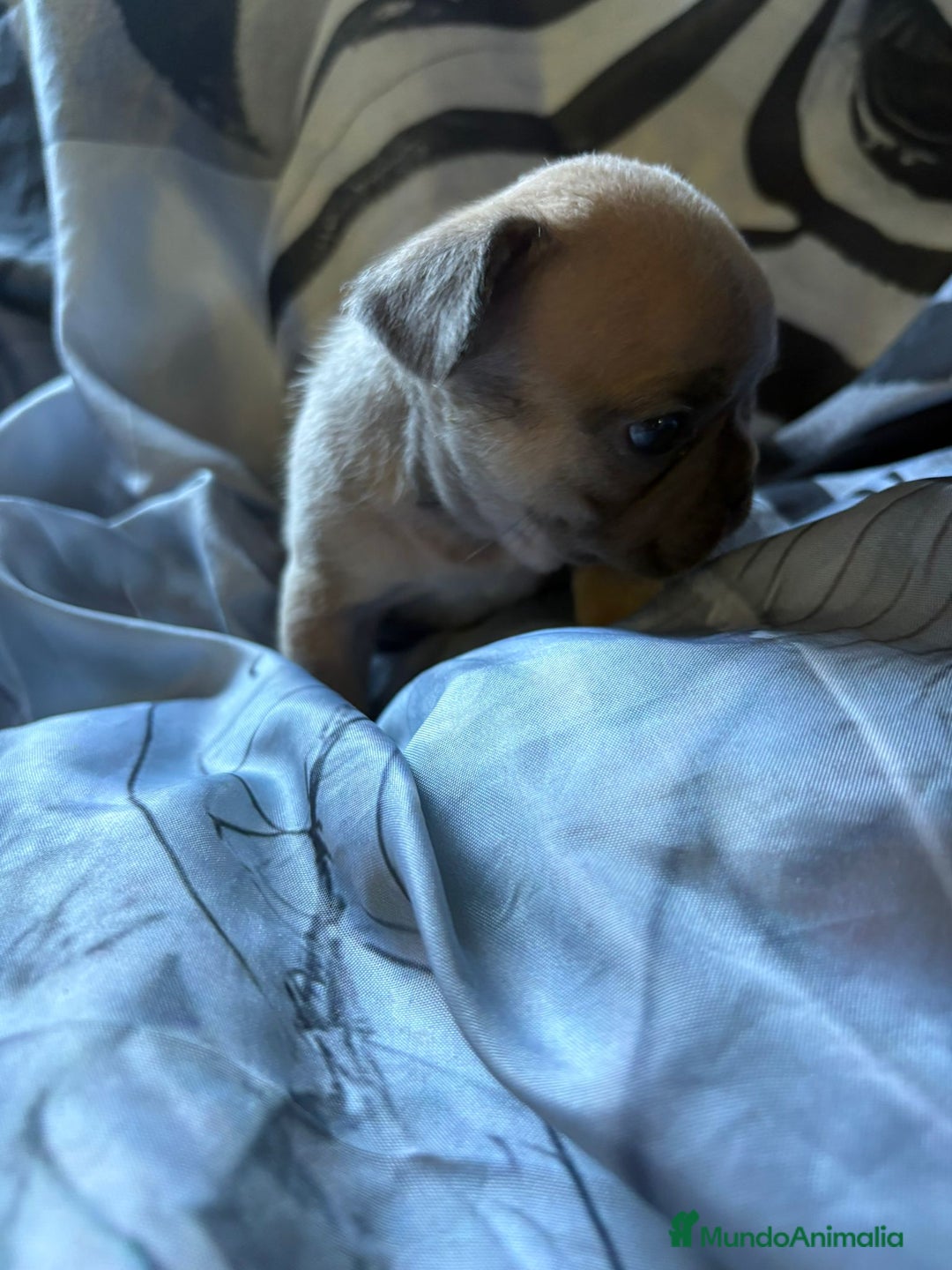 Bulldog Francés perros en venta: Bulldog francés de diversos colores  - Imagen 7