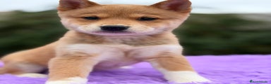 Shiba Inu Cachorro 1