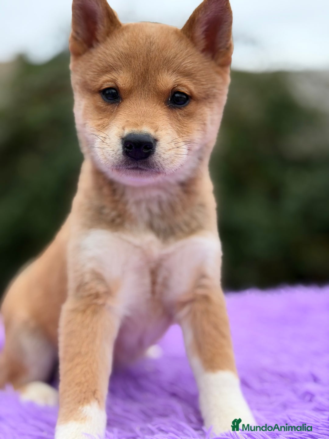 Shiba Inu perros en venta: Shiba Inu roja  - Anuncio 2