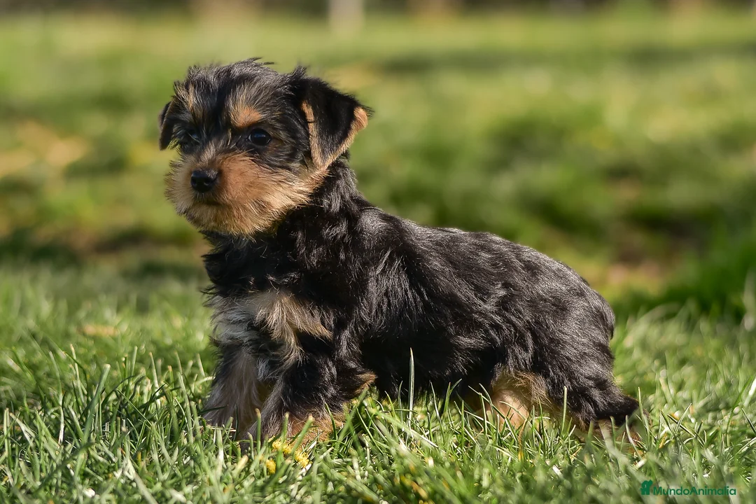 Yorkshire Terrier perros en venta: Yorkshire terrier macho disponible - Anuncio 6