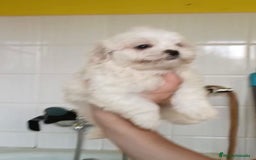 Bichón Maltés perros en venta: Bichón maltés  - Imagen 4