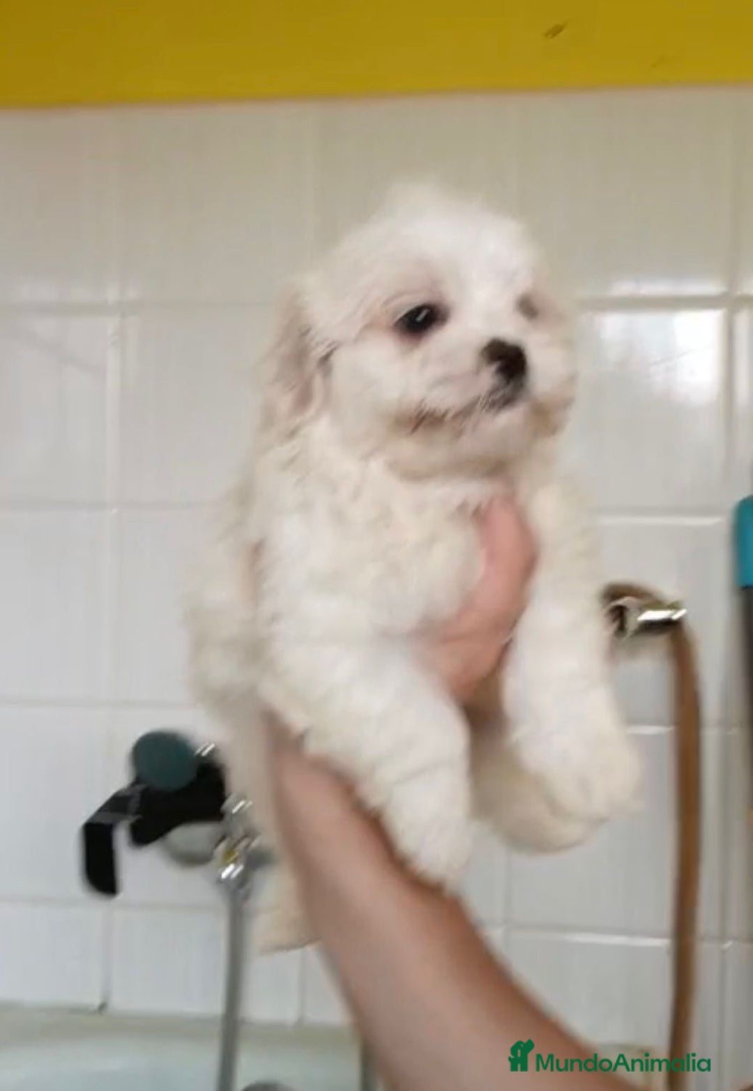 Bichón Maltés perros en venta: Bichón maltés  - Imagen 4