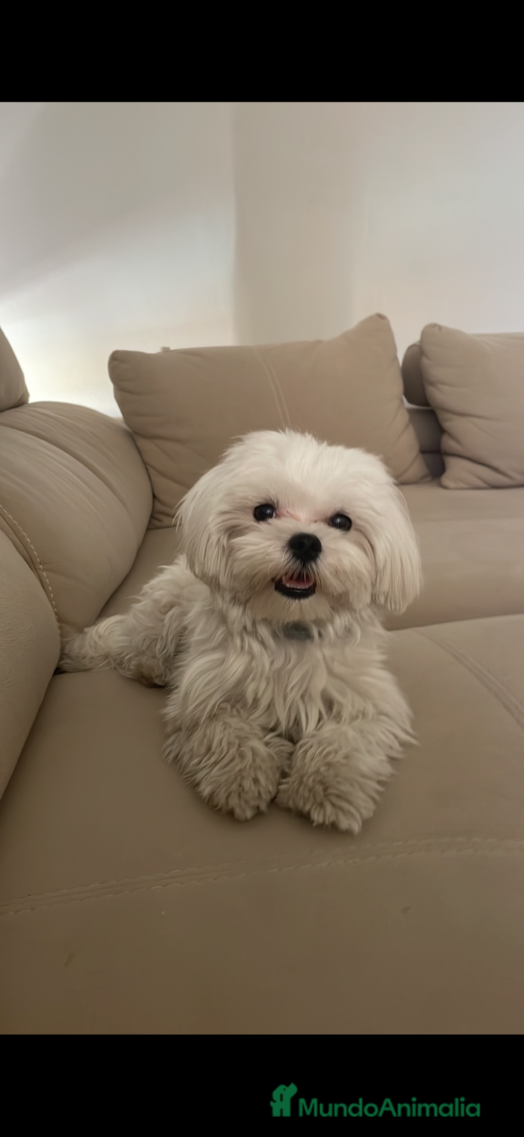 Bichón Maltés perros para monta: Bichon Maltés disponible para monta 🐶 - Anuncio 4