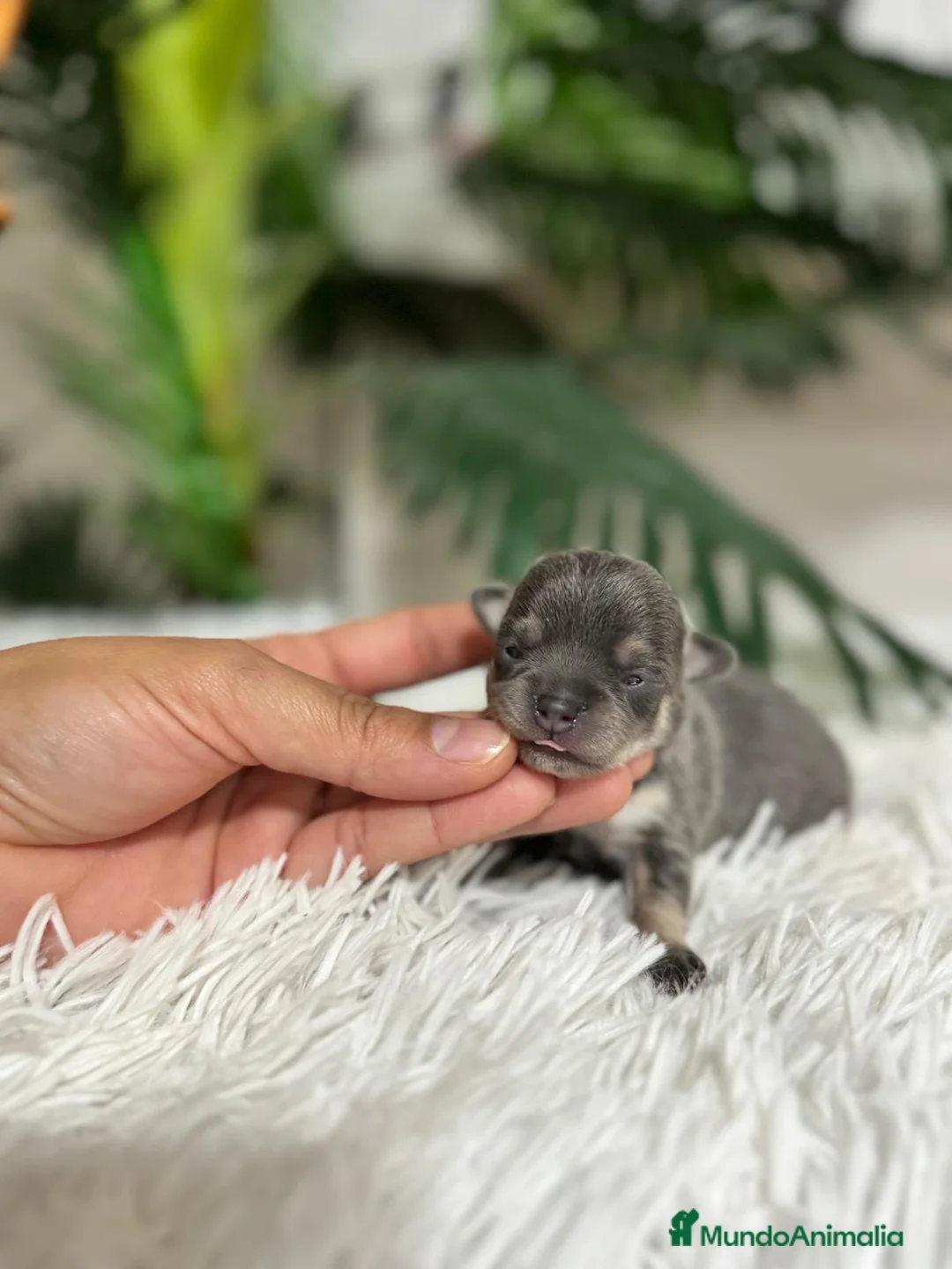 Chihuahua perros en venta: Chihuahua Blue hembra - Anuncio 9