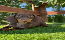 Teckel perros en venta: TECKEL MINIATURA HEMBRA - Imagen 2