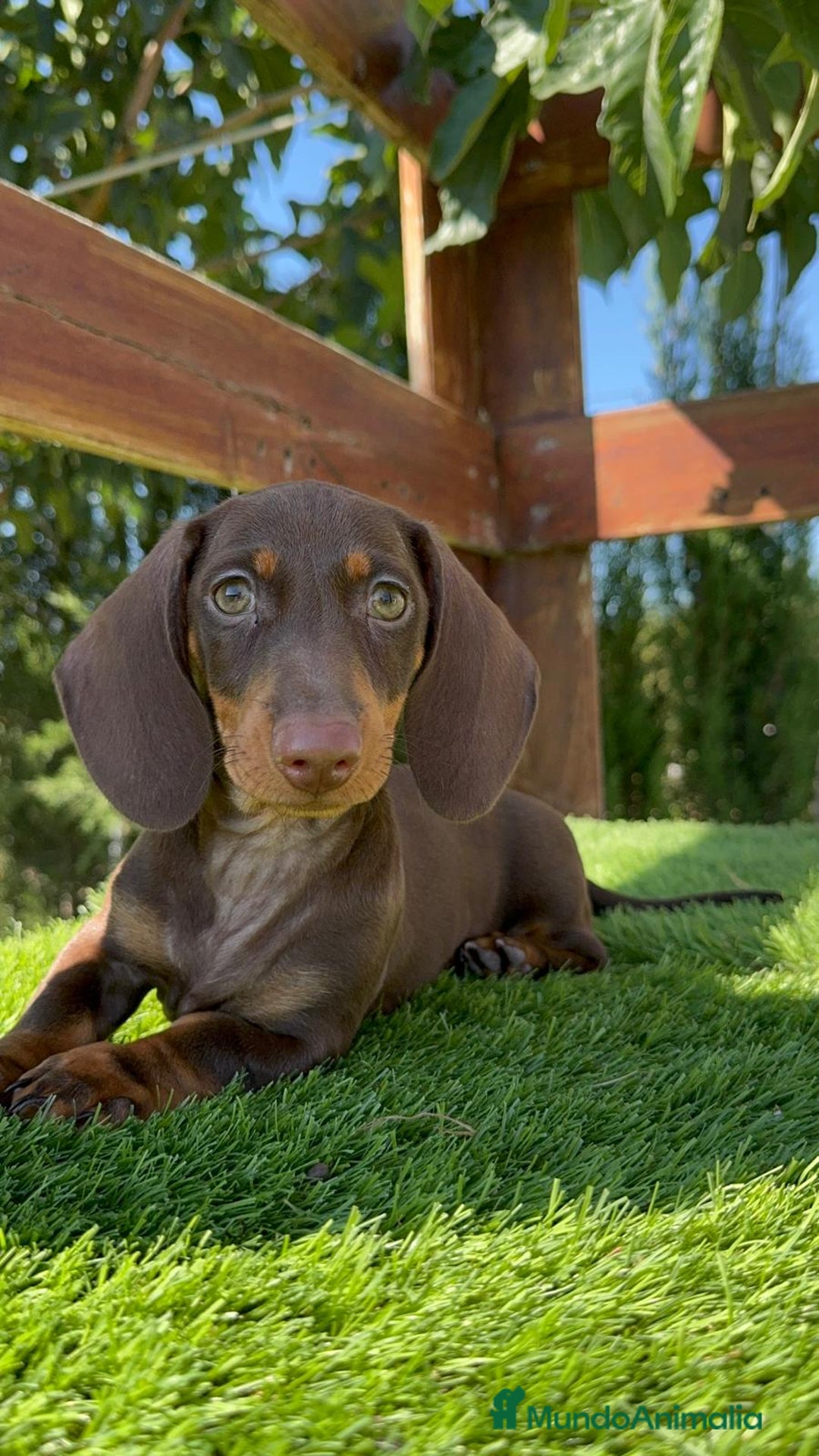 Teckel perros en venta: TECKEL MINIATURA HEMBRA - Imagen 2