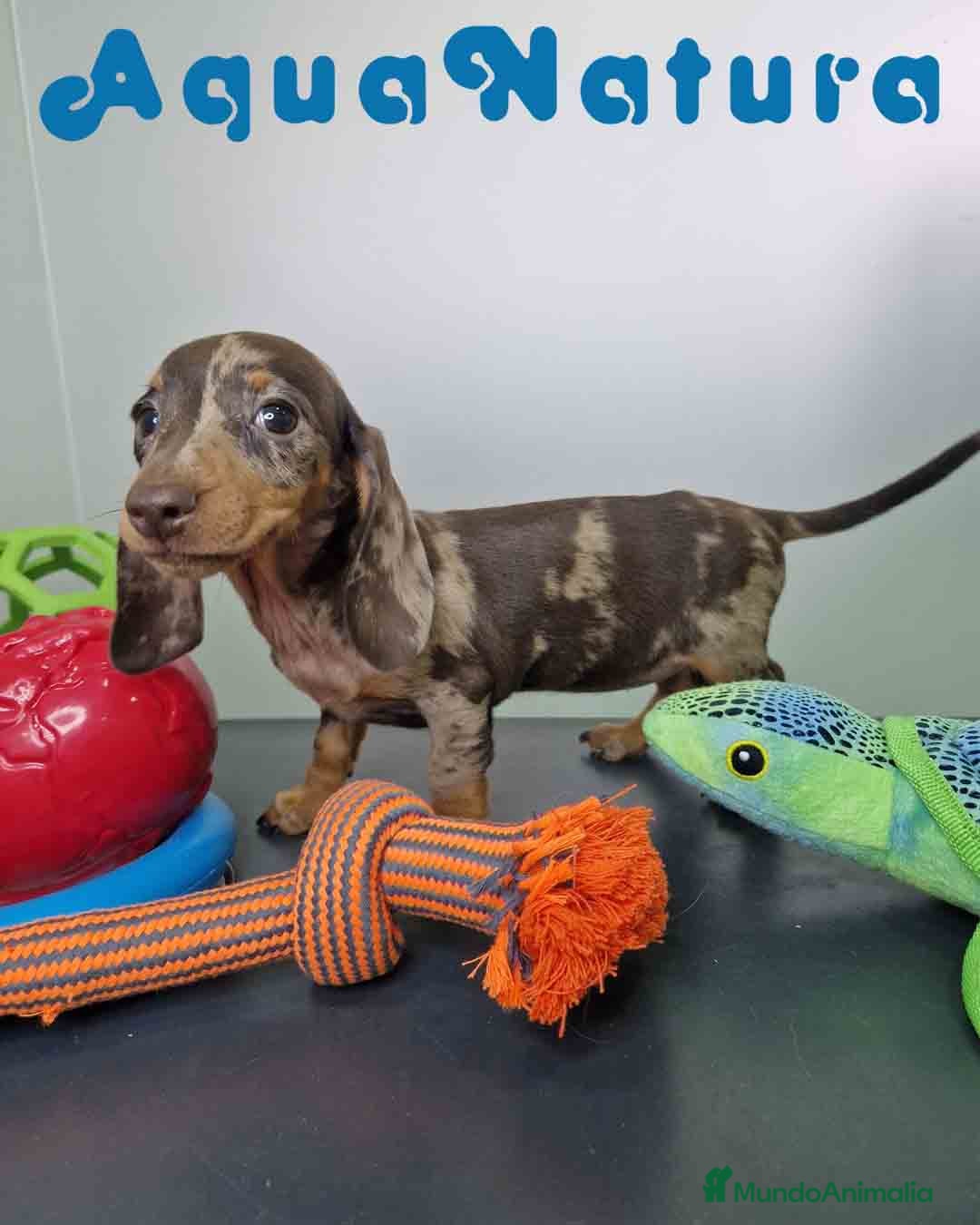 Teckel Miniatura perros en venta: Teckel Hembra 5805 AQUANATURA - Imagen 5