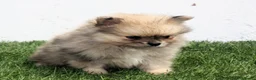 Pomerania perros en venta: Pomerania  - Anuncio 10