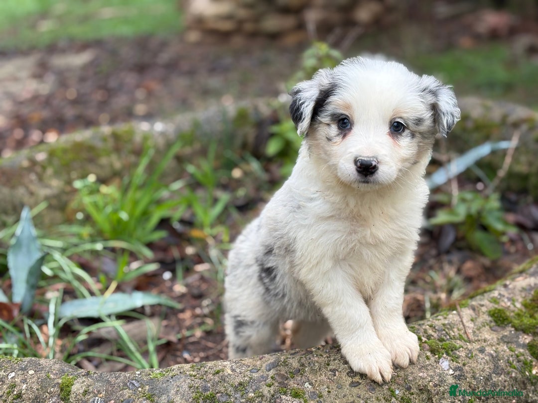 Border Collie perros en venta: 🐾 Border Collie exclusivos 🐾 - Anuncio 7