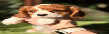 Cavalier King Charles Spaniel Cachorro 2