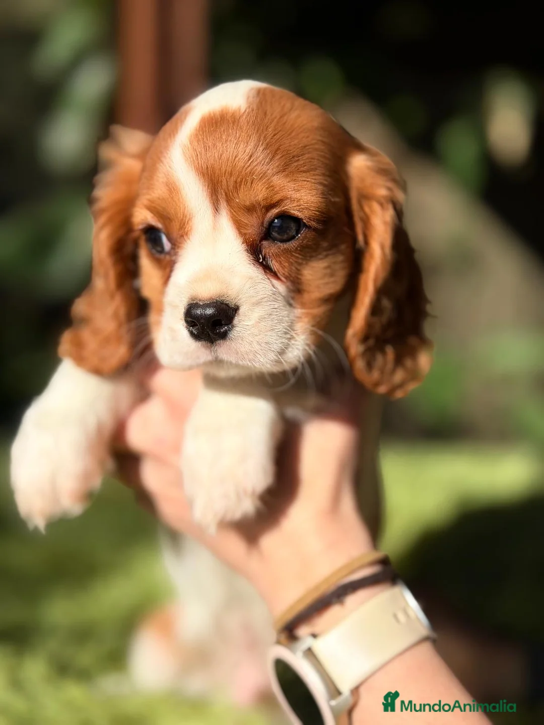 Cavalier King Charles Spaniel perros en venta: CAVALIER KING MACHO - Anuncio 4