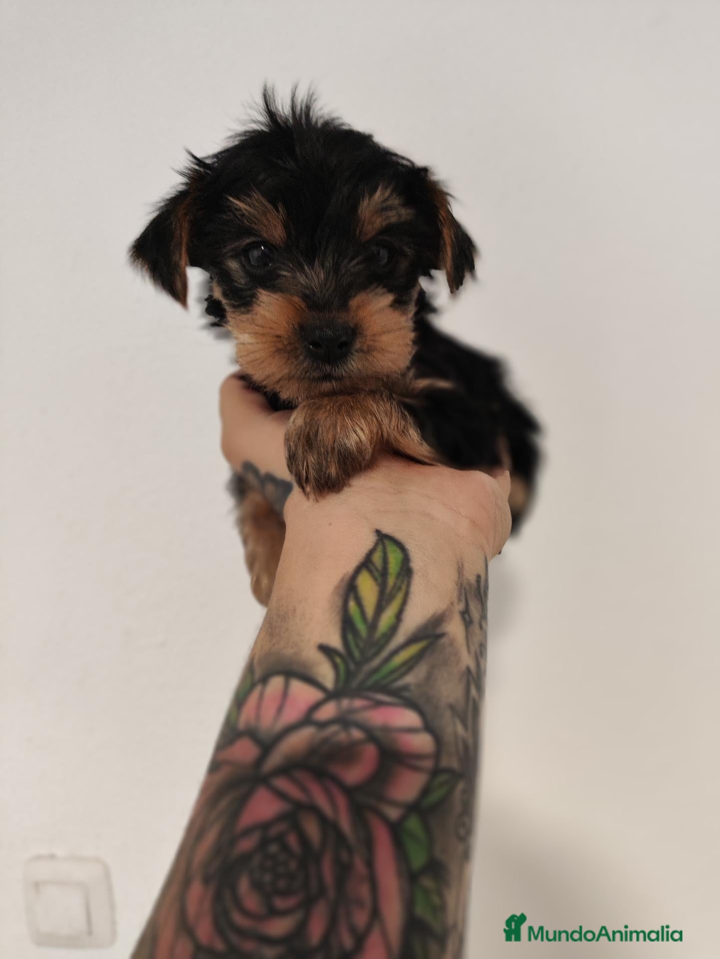 Yorkshire Terrier perros YORKSHIRE 2 MESES - Anuncio 1