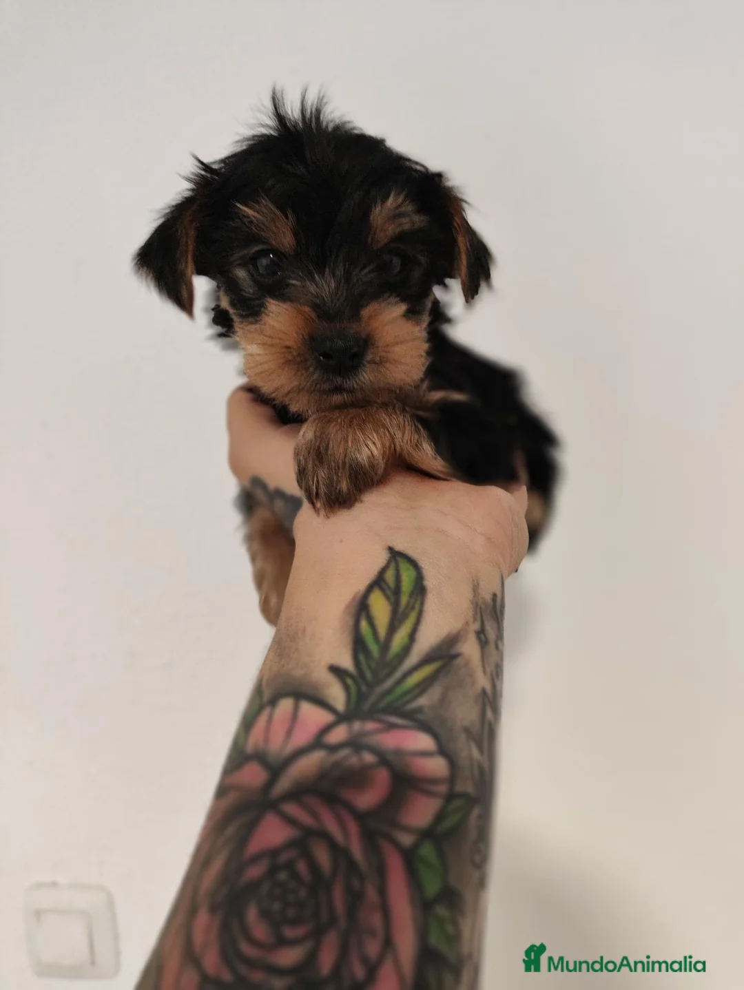 Yorkshire Terrier perros en venta: YORKSHIRE 2 MESES en Cáceres - Anuncio 1