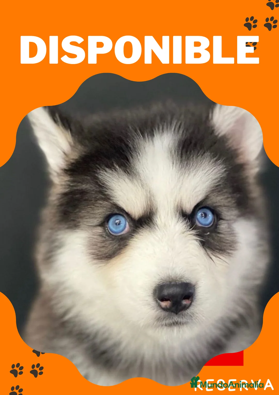 Husky Siberiano perros en venta: HUSKY - Anuncio 1