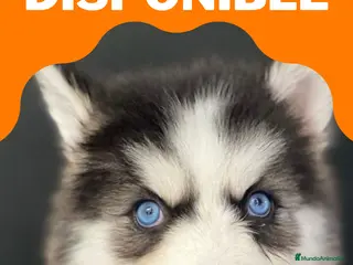 Husky Siberiano perros HUSKY - Anuncio 1
