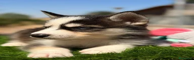 Husky Siberiano 2