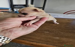 Chihuahua perros en venta: Preciosos chihuahuitos - Imagen 6
